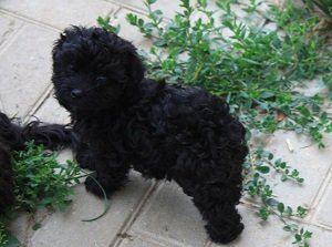 стрижка русской цветной болонки в домашних условиях