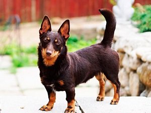 щенки ланкаширского хилера