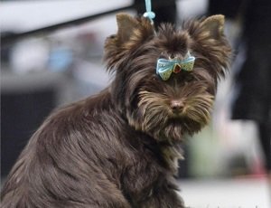 биро йорк цена