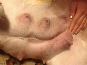 мастопатия у собаки как лечить