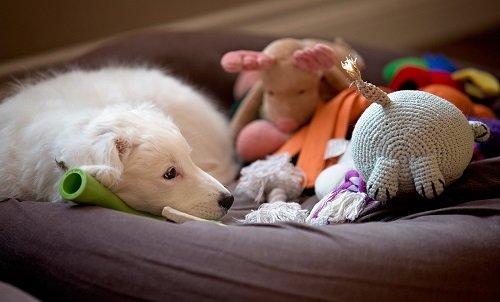 игрушки для маленьких собак