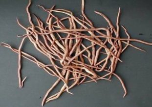 Глистная инвазия: причины, симптомы, лечение, профилактика