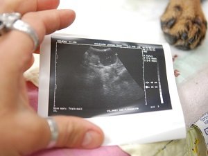 сделать узи собаке