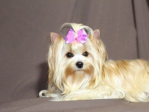 голдаст йорк купить