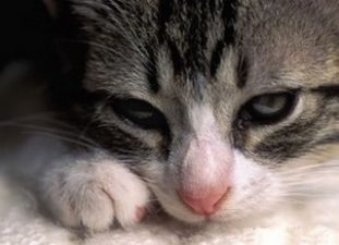 Важно периодически обращать внимание на испражнения кошки