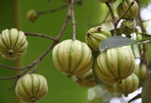 Гарциния камбоджийская