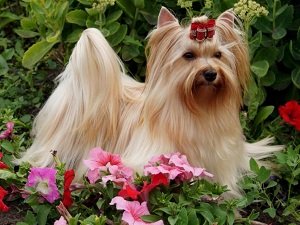 голден йорк фото