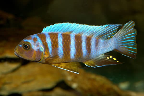 Псевдотрофеус зебра описание