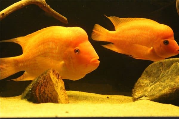 Питание цитроновой цихлазомы