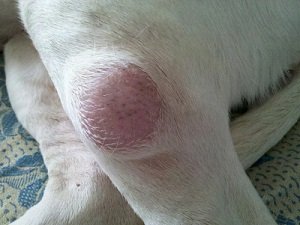 как удалить жировик у собаки