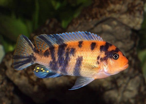 Псевдотрофеус зебра особенности размножения