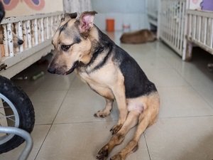 у старой собаки отказывают задние лапы