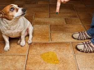 собака часто мочится