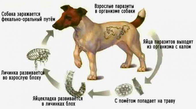 цикл развития глистов внутри собаки