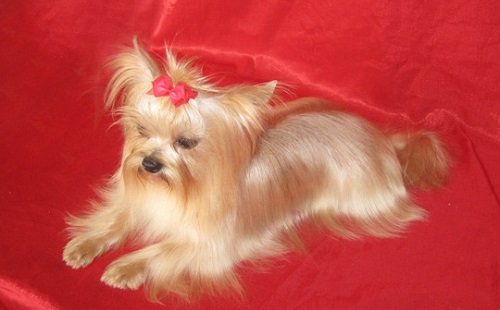 голден йорк