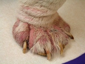 демодекоз у собак фото крупным планом