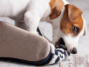 собака грызет вещи что делать