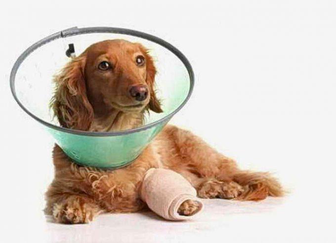 собаке нельзя зализывать ранку на лапе