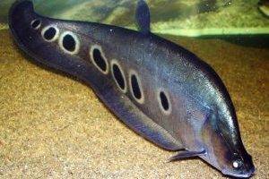 Ночной хищник