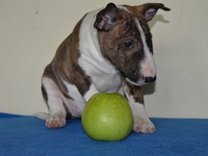 мини бультерьер цена