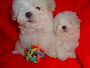 мальтийская болонка мини питомники