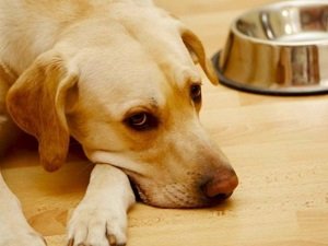 гастрит у собак симптомы и лечение питание