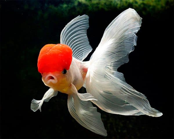 Как размножаются рыбки