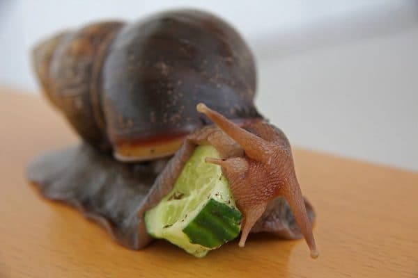 Улитка ахатина гигантская