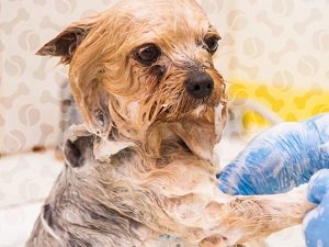 шампунь для собак от блох и клещей