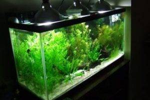Освещение для аквариумных растений