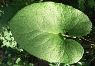 Лист лопуха