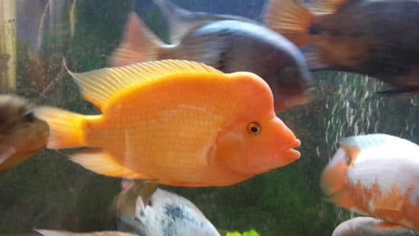 Цитроновая цихлазома читайте статью