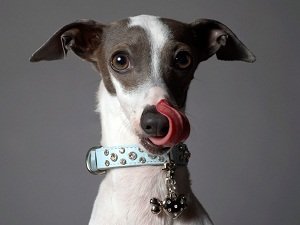 итальянская левретка