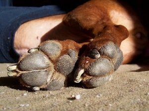 отказывают задние лапы у собаки лечение