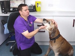 парагрипп собаки лечение