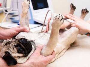 узи собаке при беременности