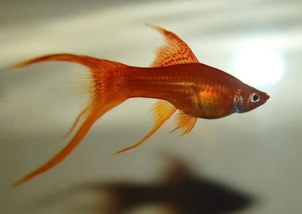 Меченосец читайте статью