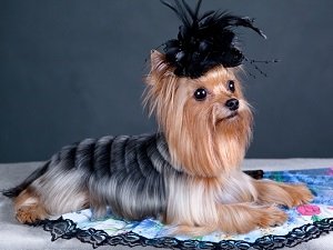 стрижка йорка девочки в домашних условиях