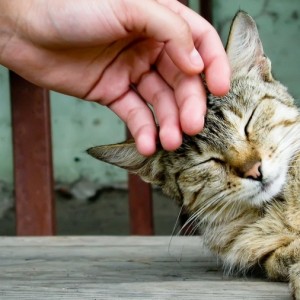 Пути заражения кошачим лишаем Лишай у кошек: передается ли эта болезнь человеку?