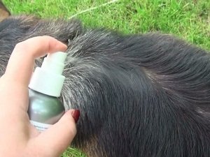 власоеды у собак