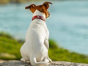 как отучить собаку прыгать