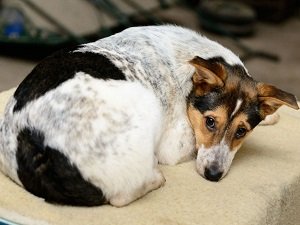 гастрит у собаки симптомы лечение