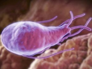 лекарство от лямблиоза собаки soc sfera ru