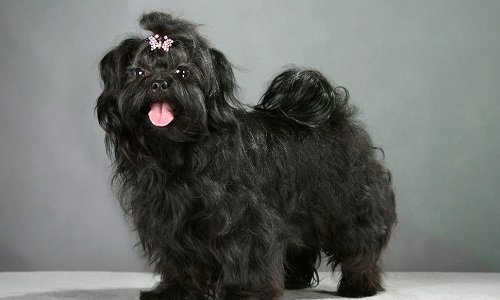 русская цветная болонка купить