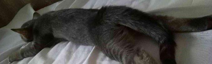 как помочь кошке во время судорог