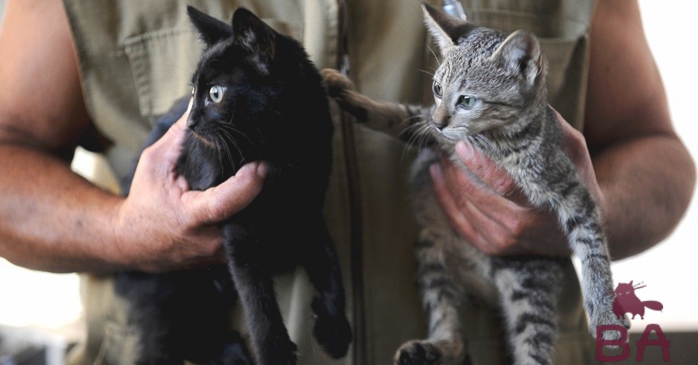 Когда отдавать котенка, передают котенка