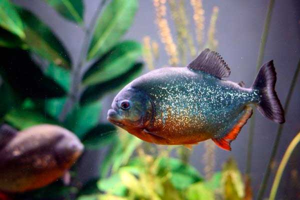 Пиранья красный паку читайте статью