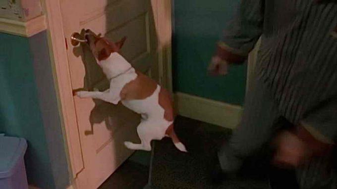 порода собак из фильма Маска