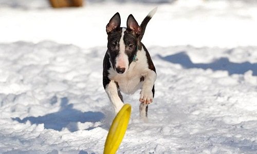 мини бультерьер