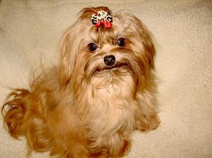 русская цветная болонка описание породы